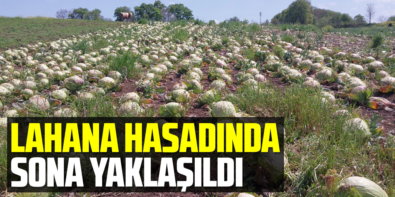 Bafra Ovası'nda lahana hasadında sona yaklaşıldı