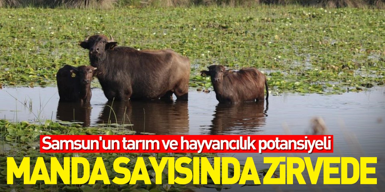 Samsun'un tarım ve hayvancılık potansiyeli