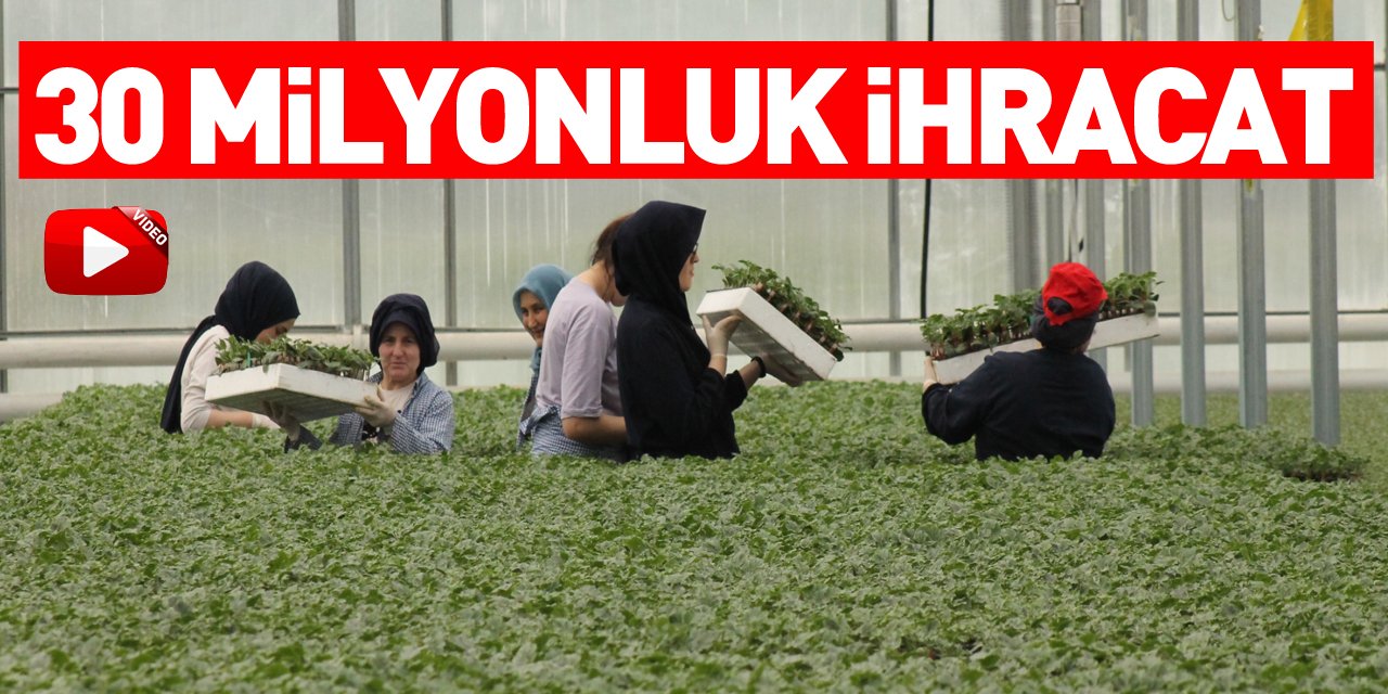 Samsun'da üretilen 30 milyona yakın meyve sebze fidesi Türkiye genelinden alıcı buluyor