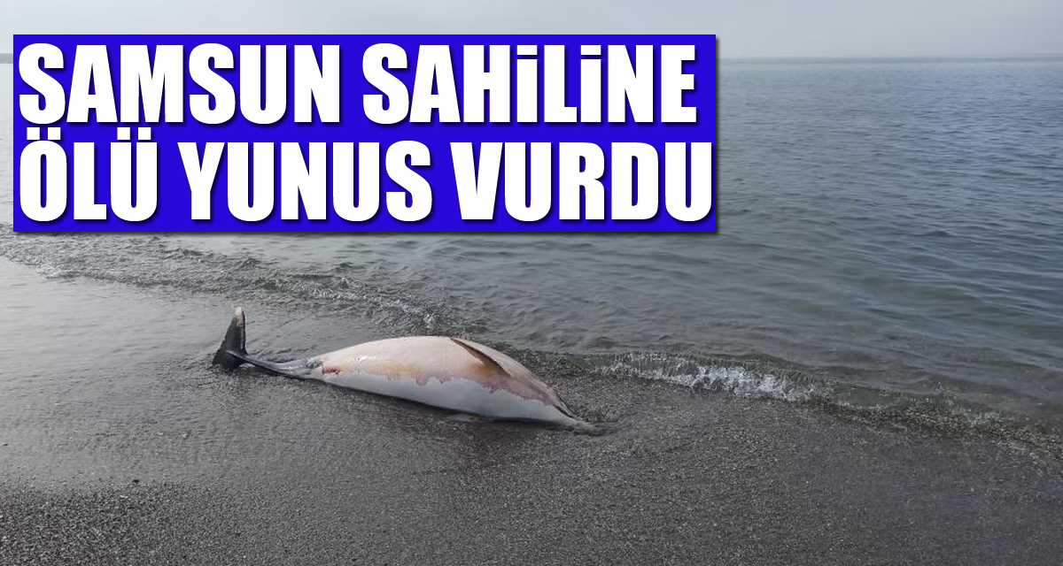 Samsun sahiline ölü yunus vurdu