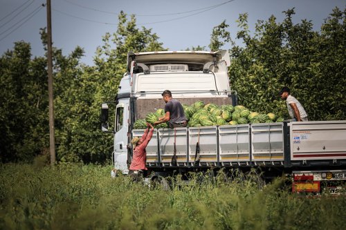 aa-20230731-31807646-31807633-bafra-ovasinda-karpuzda-100-bin-ton-rekolte-bekleniyor.jpg